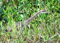 Pinnated Bittern