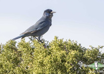 Pinyon Jay