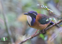 Pitta-like Ground Roller
