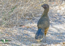 Plain Chachalaca