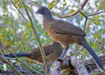 Plain Chachalaca
