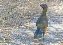 Plain Chachalaca
