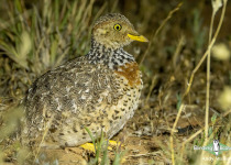 Plains-wanderer
