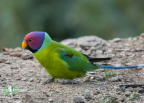 Plum-headed parakeet