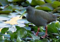 Plumbeous Rail