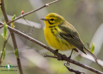Prairie Warbler