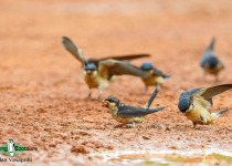 Preuss's Cliff Swallow
