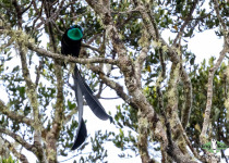 Princess Stephanie's Astrapia