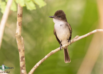 Puerto Rican Flycatcher
