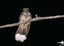 Puerto Rican Nightjar