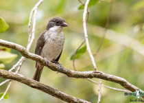 Puerto Rican Tanager