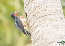 Puerto Rican Woodpecker