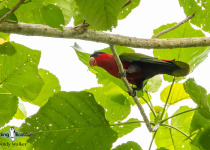 Purple-bellied Lory