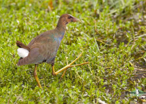 Purple Gallinule