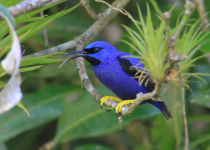 Purple Honeycreeper