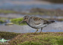 Purple Sandpiper