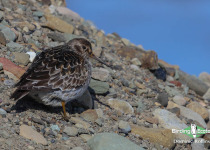 Purple Sandpiper