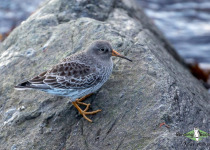 Purple Sandpiper