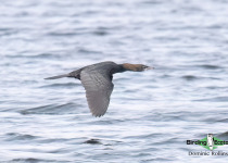 Pygmy Cormorant