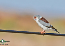 Pygmy Falcon