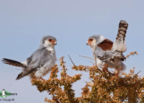 Pygmy Falcon