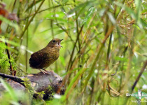 Pygmy Wren-Babbler
