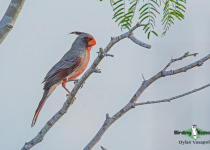 Pyrrhuloxia