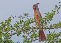 Pyrrhuloxia