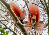 Raggiana Bird-of-Paradise