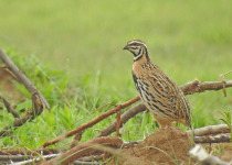 Rain Quail