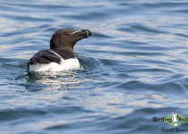 Razorbill