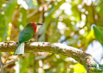 Red-bearded Bee-eater