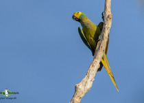 Red-bellied macaw