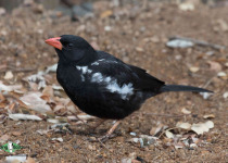 Red-billed Buffalo Weaver