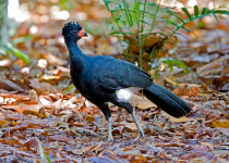 Red-billed Curassow