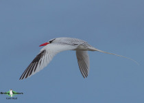 Red-billed Tropicbird