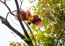 Red Bird-of-Paradise