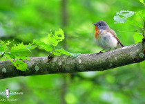 Red-breasted Flycatcher