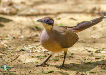 Red-capped Coua