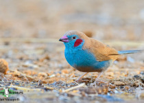 Red-cheeked Cordon-bleu