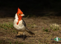 Red-crested Cardinal