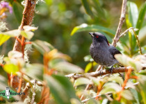 Red-crested Cotinga