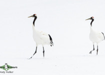 Red-crowned Crane
