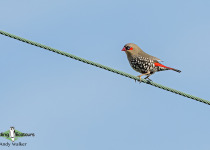 Red-eared Firetail
