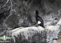 Red-faced Cormorant