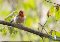 Red-faced Warbler