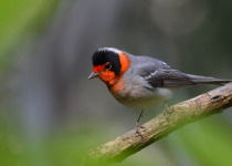 Red-faced Warbler