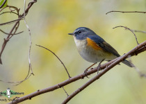 Red-flanked Bluetail