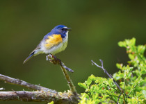 Red-flanked Bluetail
