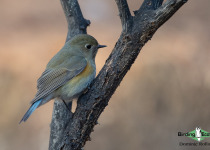 Red-flanked Bluetail